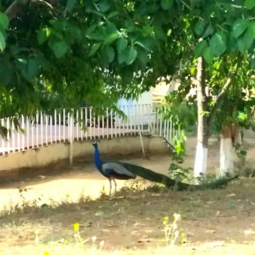 Today's visitor at the University of Engineering & Management (UEM), Jaipur