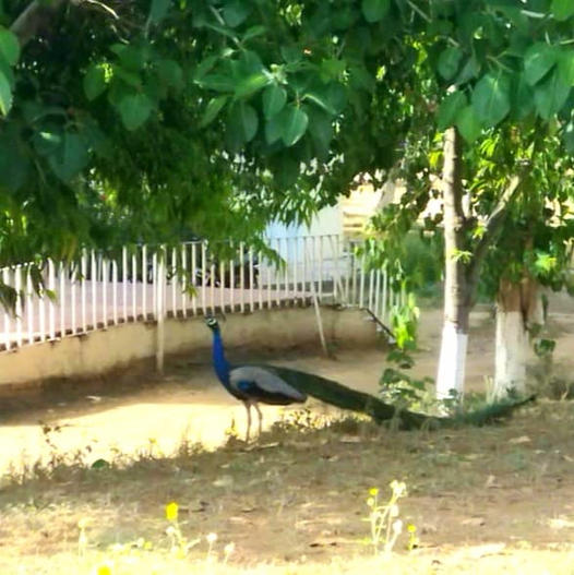 Today's visitor at the University of Engineering & Management (UEM), Jaipur